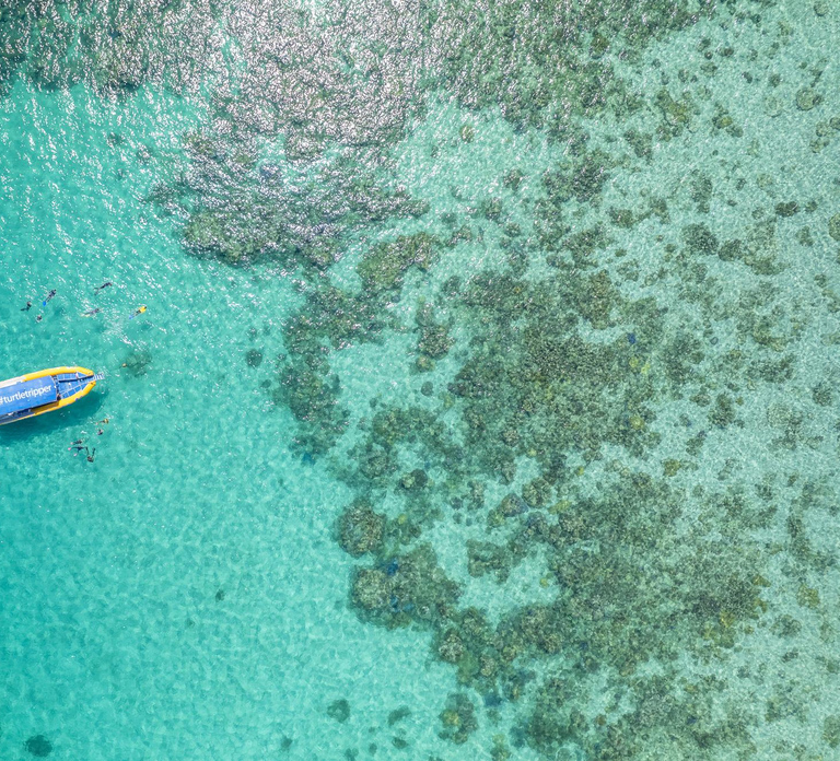 Cape Tribulation Ocean Safari - Great Barrier Reef Adventure