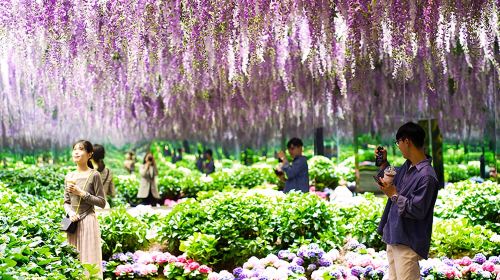 Gyeonggi-do, South Korea|Gapyeong Begonia Bird Garden X Nami Island Day Tours