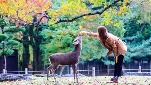 1-day tour to Kyoto, Nara and Uji – Nara Park, Byodoin Temple