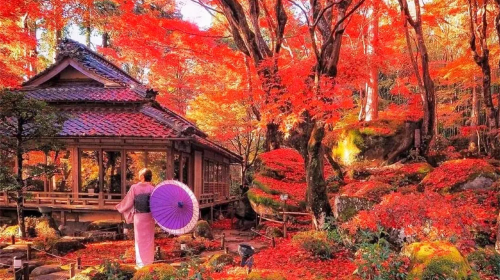 Kyoto Hiei Mountain Enryaku-ji Temple + Omihachiman + Kyorinbo Temple red maple lighting day tour, includes lighting admission ticket Day Tours