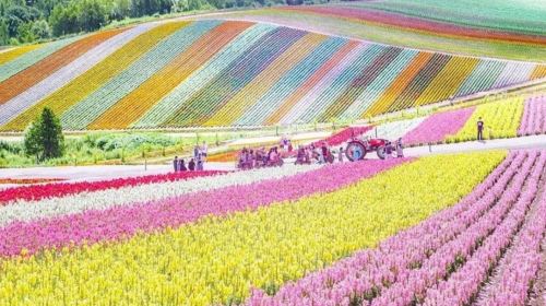 Biei, Hokkaido 1-Day Tour: Shirogane Blue Pond, Shikisai-no-Oka & Farm Tomita from Sapporo