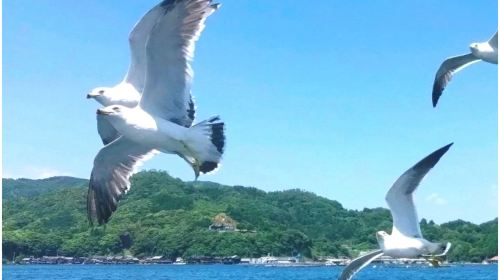 Kyoto Tango Railway Spirited Away Sea Train Amanohashidate and Ine Boat Houses 1-day Tour with Tickets Included