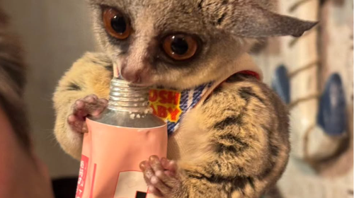 Animal Encounter Cafe: Hedgehogs, Owls & Monkeys in Tokyo