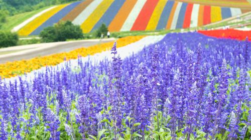 Hokkaido Flower Fields Day Tour from Sapporo – Shikisai-no-Oka, Farm Tomita