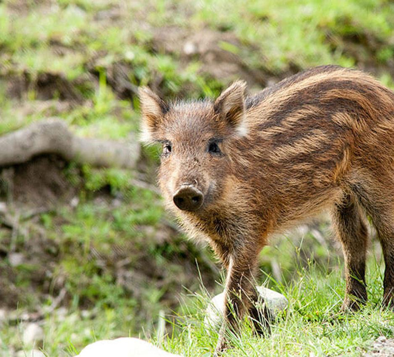 Montebello, QC: General Admission to Parc Omega