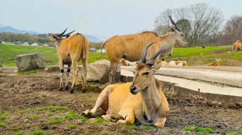 1-day tour to Beppu hells, African safari and Yufuin with Yufuin no Mori train experience