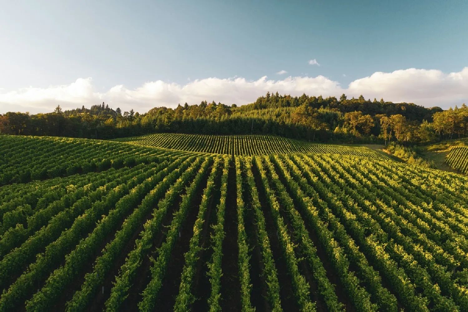 La Rioja and its Wineries