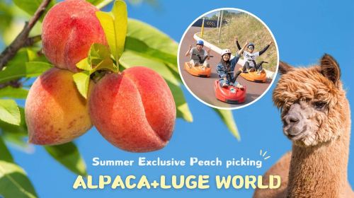 South Korea Luge World + Alpaca World one-day tour