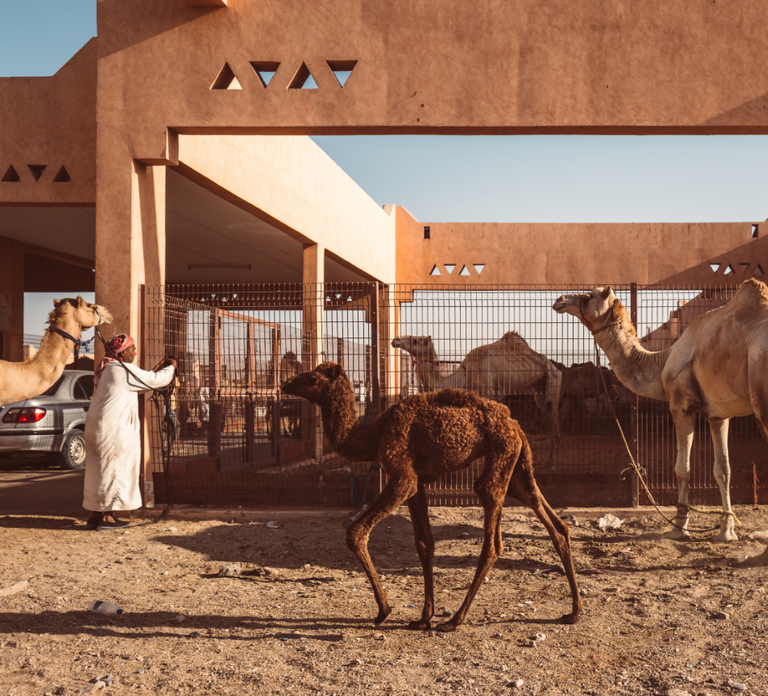 Dubai: Al Ain Oasis, Camel Market, Old Museum & Jebel Hafeet