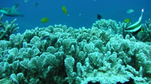 West Marine-Underwater Sightseeing Tour