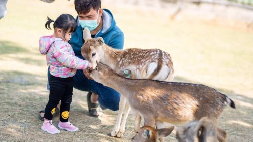 Wonderland of Deer