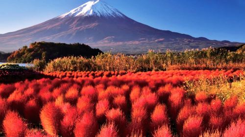 Mount Fuji Panoramic Tour from Tokyo | Optional Visits to Popular Parks, Oshino Hakkai, Lawson at Higashikawa Clock Shop, Lake Kawaguchi & Lake Yamanaka | Departing from Tokyo