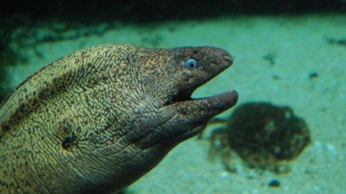 Acuario do Grove