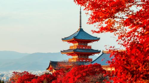 Kyoto & Nara 7 Major Spots Highlights Day Tour