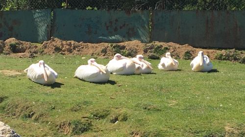 Pombia Safari Park