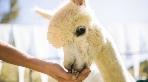 Gyeonggi Province|1-day tour to Gangchon Rail Park + Alpaca World Day Tours
