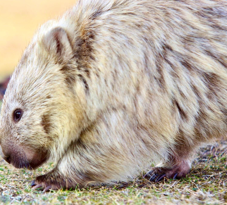 From Hobart: Day Tour to Maria Island with Bus Connection