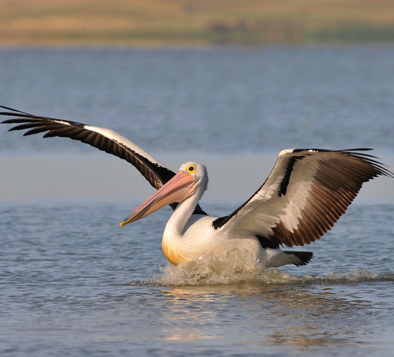 From Goolwa: Murray Mouth Cruise
