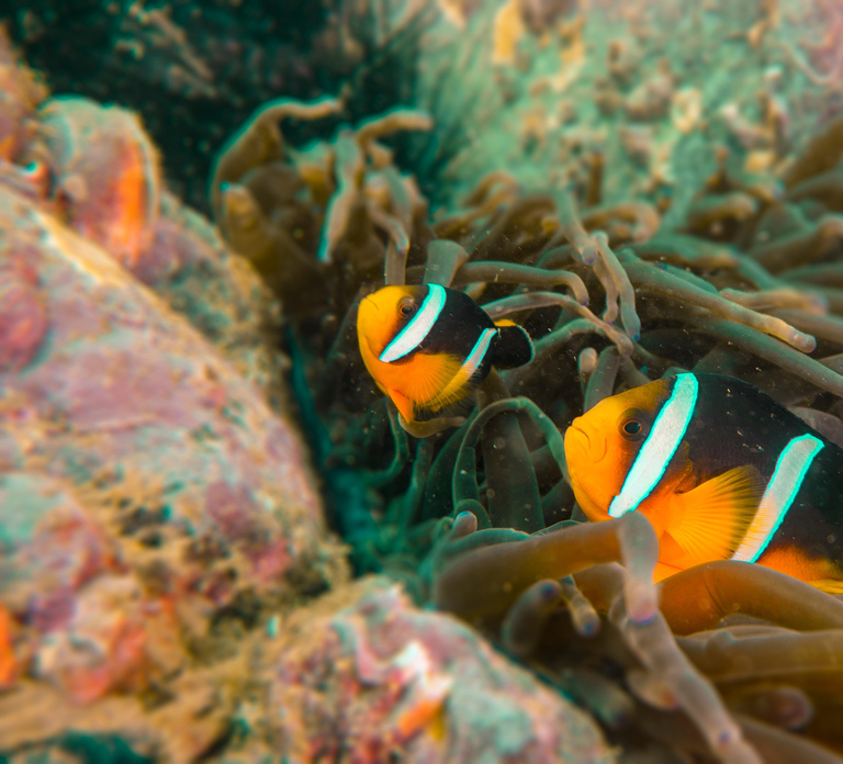 Fujairah: Snorkeling Trip with Equipment