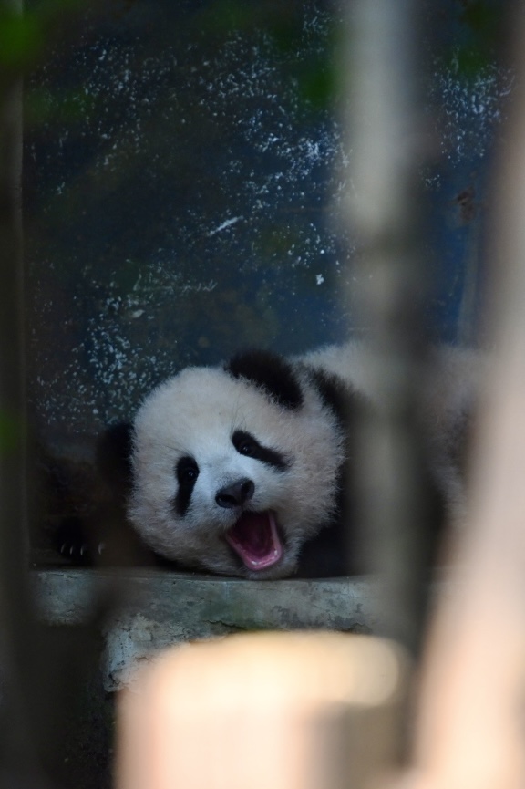 Chengdu Panda Park Daily Bus Tour with Tickets by CITS XZANBUS