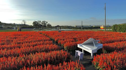 Taichung Zhongshe Flower Market + Miyahara Ophthalmology + Gaomei Wetlands one-day tour