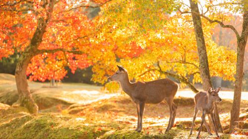 Nara Park + Uji 1-day tour, feed adorable deer, taste matcha, admire maple leaves