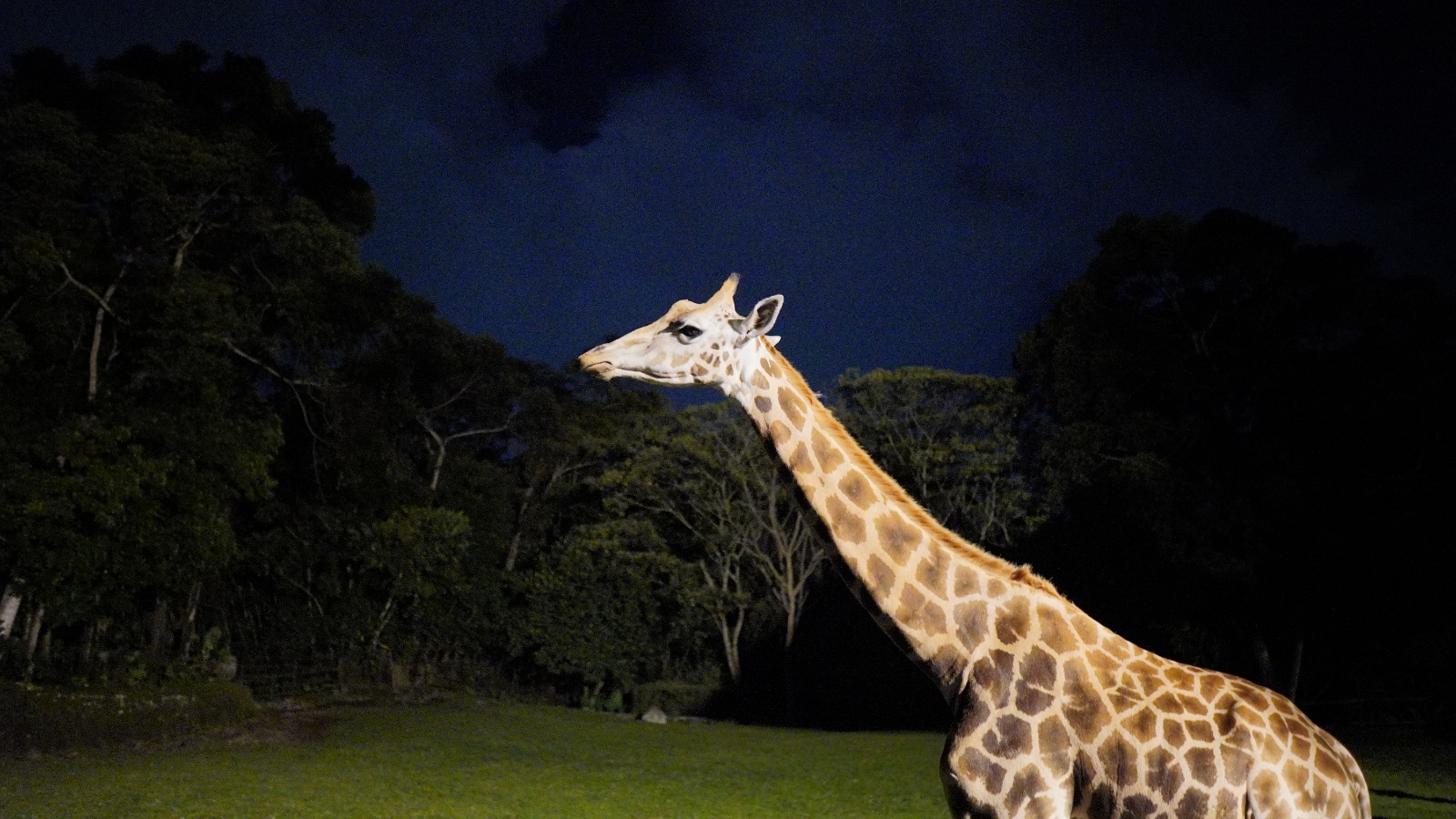 SPECIAL NIGHT SAFARI - THE GRAND TAMAN SAFARI PRIGEN