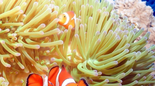 Okinawa Kerama Islands Snorkeling Experience/FUN Diving Tour from Naha, Japan