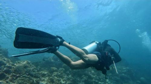 Philippines Moalboal Sardine Run Diving