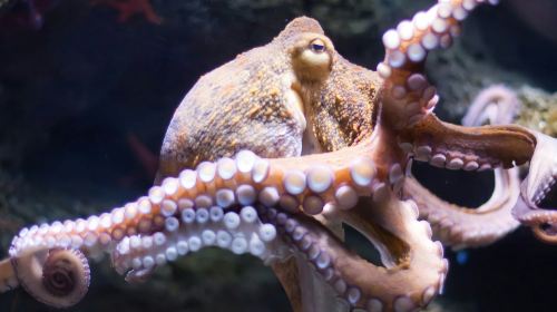 Oniria Aquarium: Entry Ticket Adult