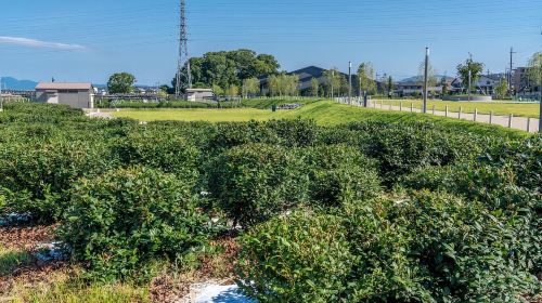 Kyoto: Tea Museum Tickets and Matcha Grinding Experience Day Tours