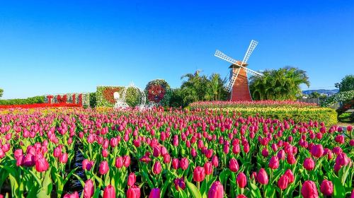 Zhongshe Flower Market + Gaomei Wetland one-day tour Day Tours