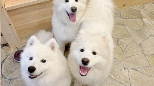 Samoyed in Harajuku: The Fluffiest Spot on Takeshita Street Play Now
