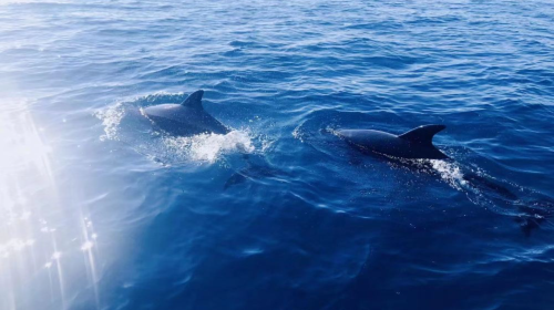 Bohol Island Dolphin Watching & Balicasag Island Snorkeling & Loboc River & Chocolate Hills & Tarsier & Butterfly Garden
