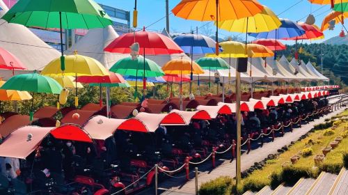 Gyeonggi Province|1-day tour to Gangchon Rail Park + Alpaca World Day Tours