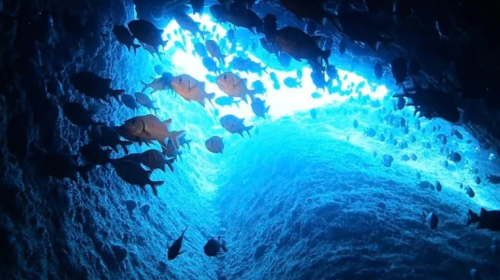 Snorkeling and scuba diving experience at the blue cave in Okinawa, Japan