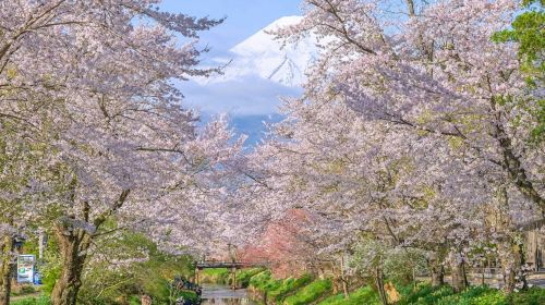 Mount Fuji & Gotemba Premium Outlets: Guided Day Tour from Tokyo + Tea Ceremony