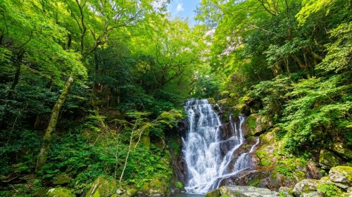 1-day tour to Yanagawa Itoshima couple stones, Ichiran ramen, cruise, Shiraito Falls and Dazaifu
