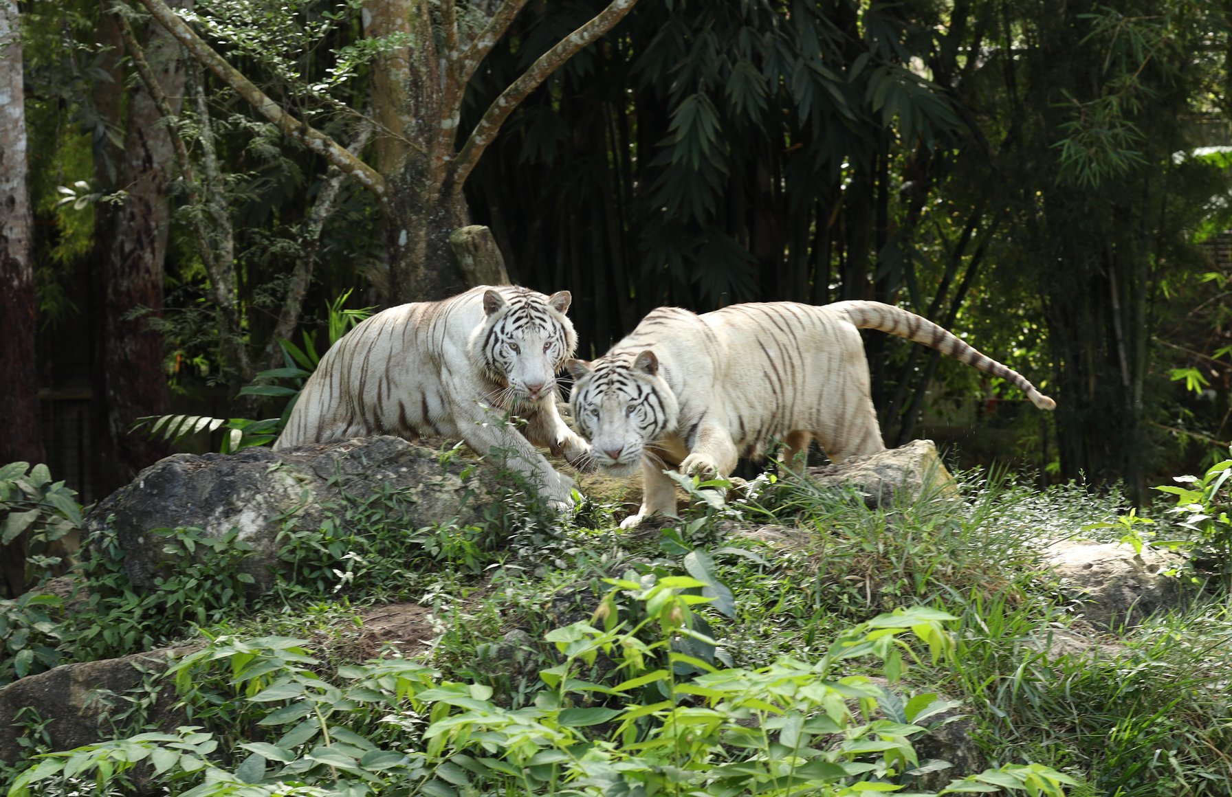 Cebu Safari and Adventure Park