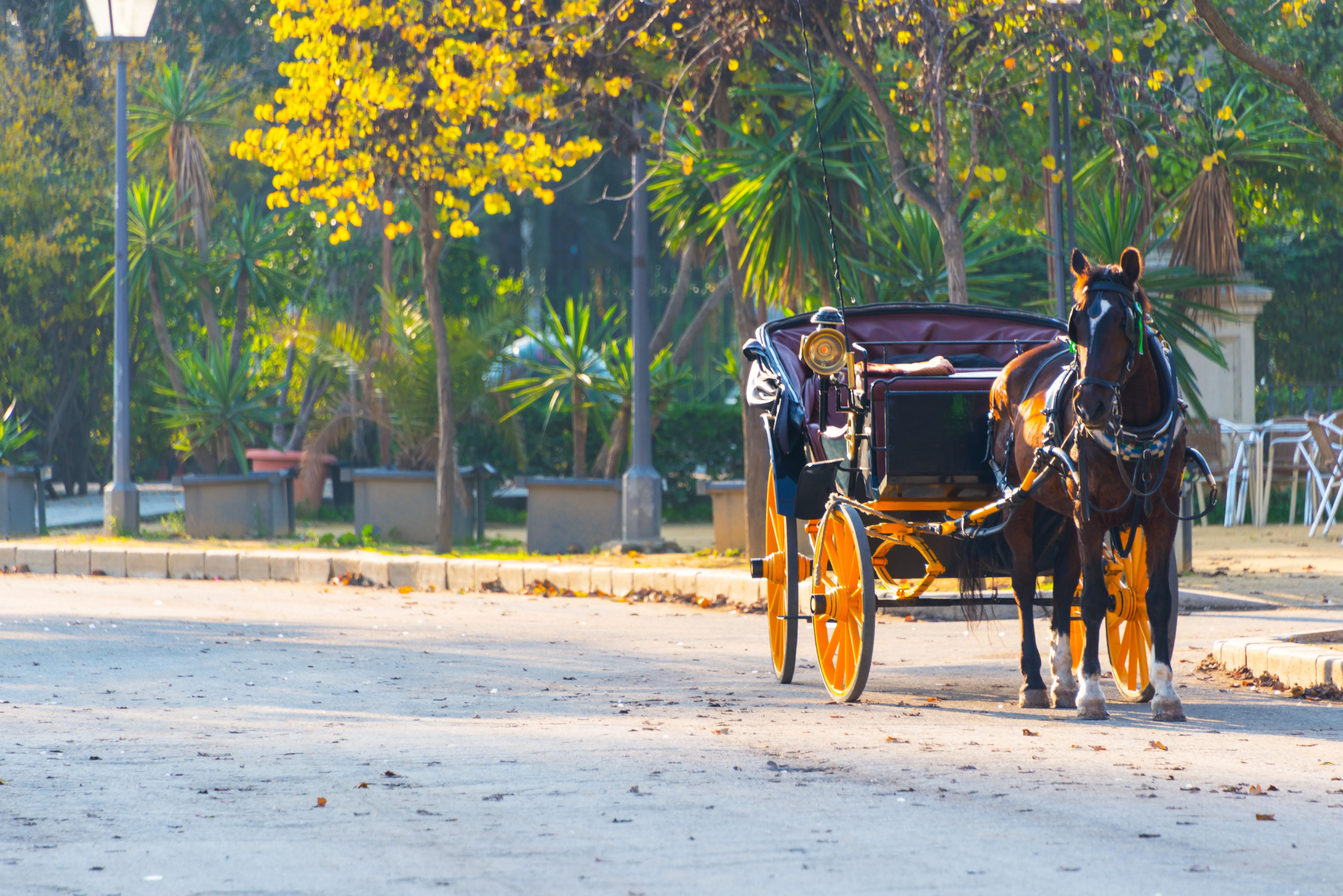 Carriage ride through in Seville