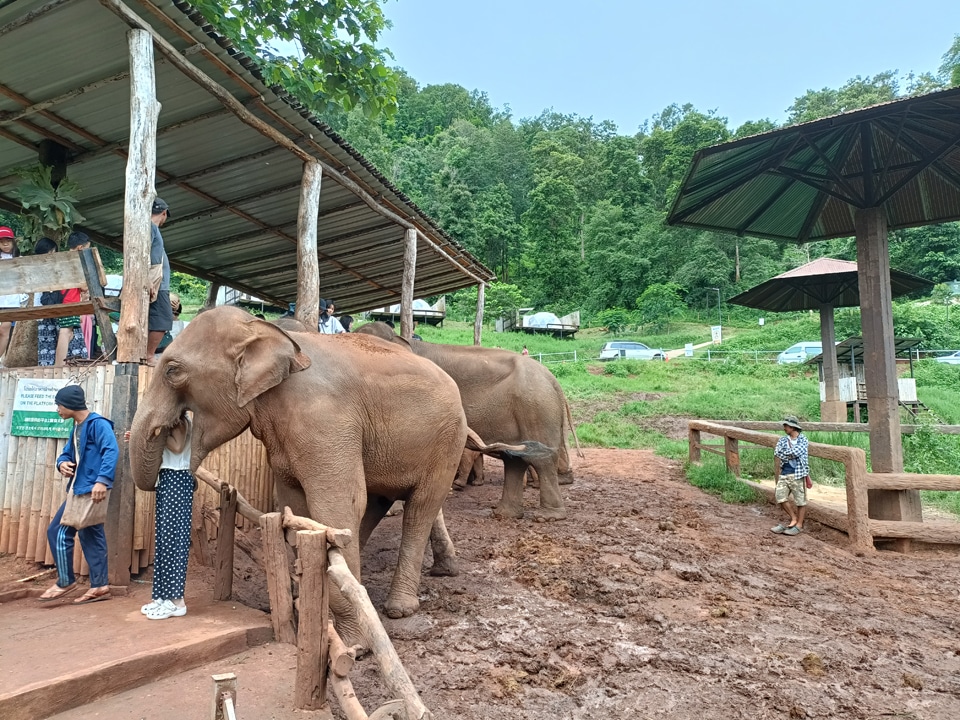 Join Tour Monjam + Elefin Farm + Cypress Lanes + Wat Pha Lat + Doi sutep