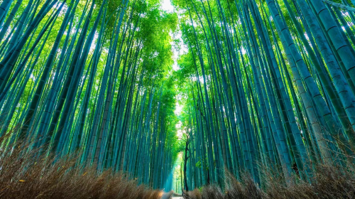 1-day classic small group tour from Osaka – Sanzen-in, Kifune Shrine