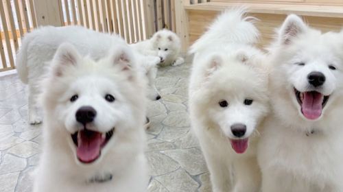 Samoyed in Harajuku: The Fluffiest Spot on Takeshita Street Play Now