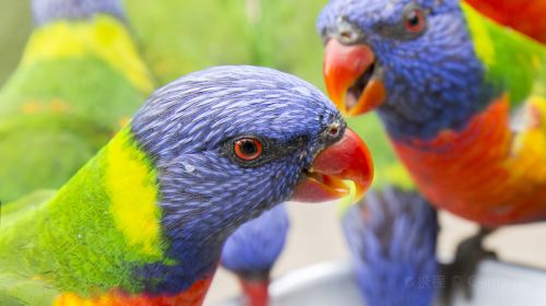 Currumbin Wildlife Sanctuary