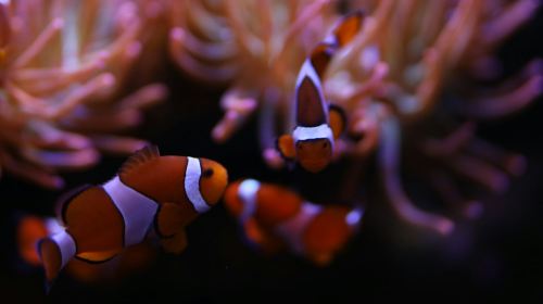 Amnéville Aquarium: Fast Track Ticket Adult