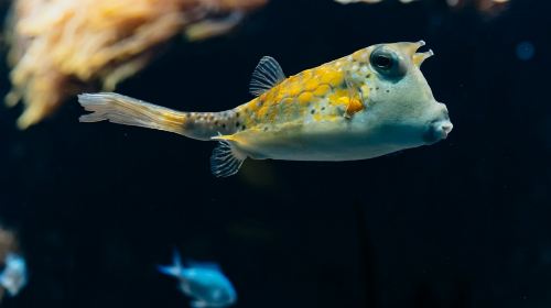Aquarium du Grand Lyon: Entry Ticket Infant