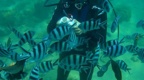 Penghu Islands Diving Experience diving diving 2 Hours – 2025 Penghu Fireworks Festival