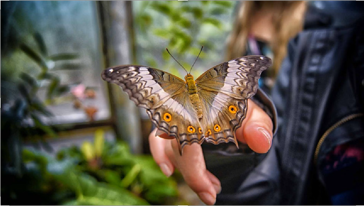 Butterfly Garden Dubai