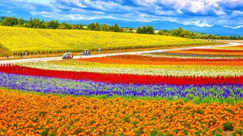 Hokkaido Flower Fields Day Tour from Sapporo – Shikisai-no-Oka, Farm Tomita