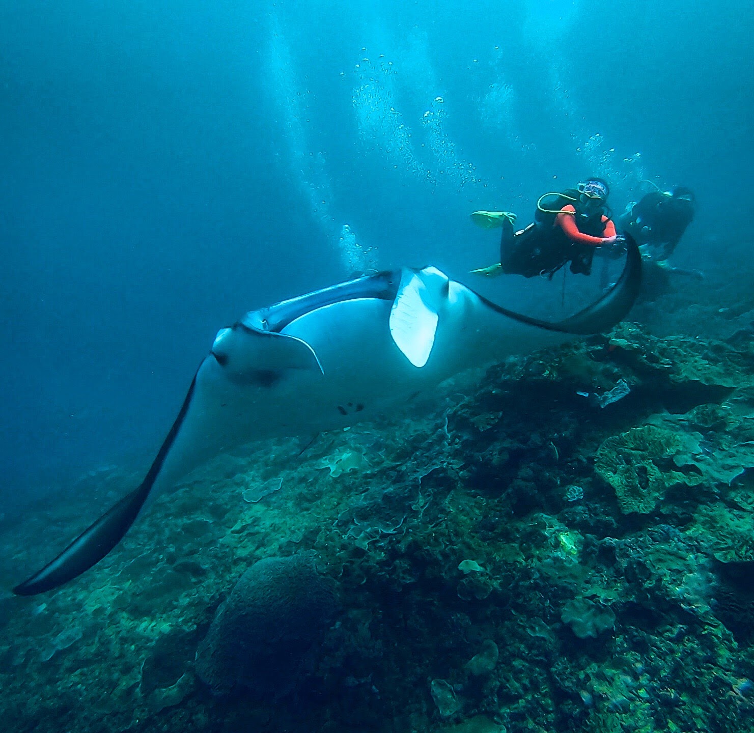 Padi Dive Courses by Bali Stingray